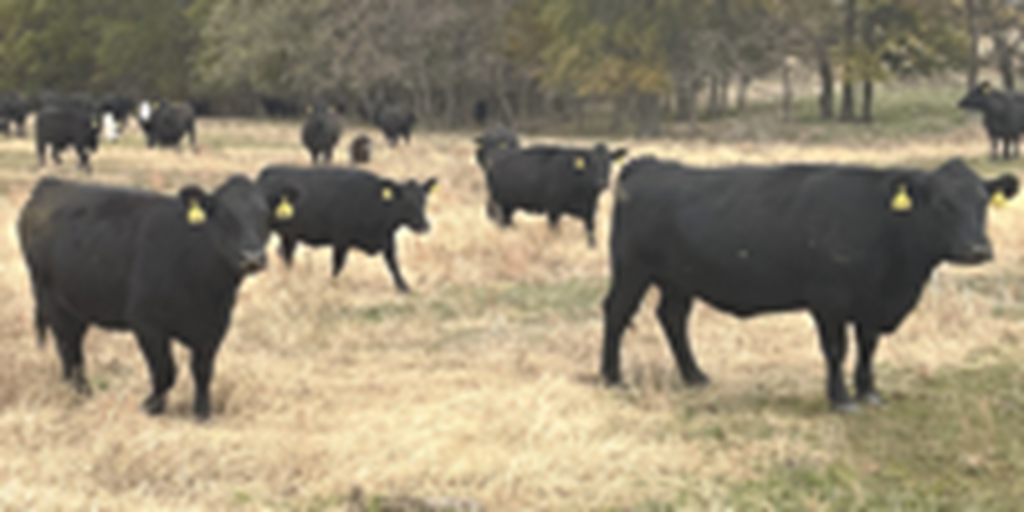 44 Angus & BWF Cows... Southwest MO