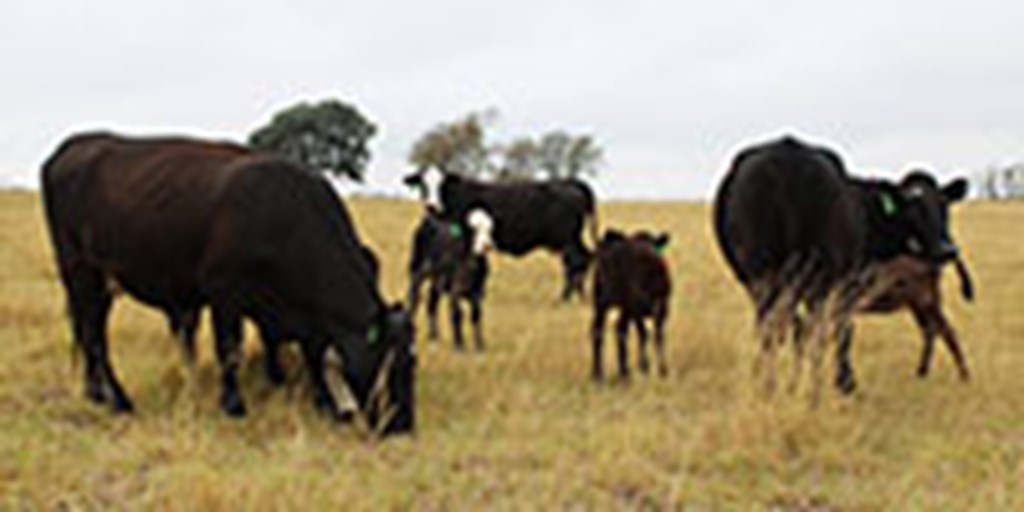 4 Angus Cross 'BMF' 1st-Calf Pairs... Central TX