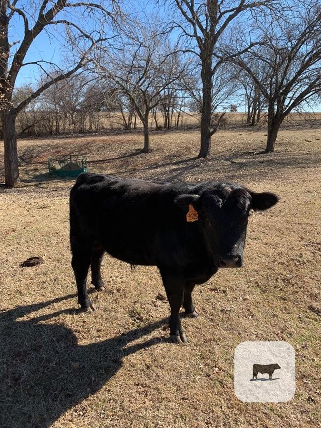 Cattle Range Listing Photo