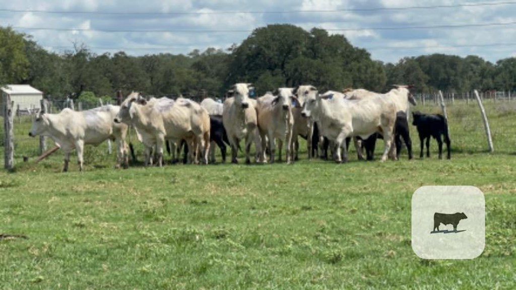 Cattle Range Listing Photo