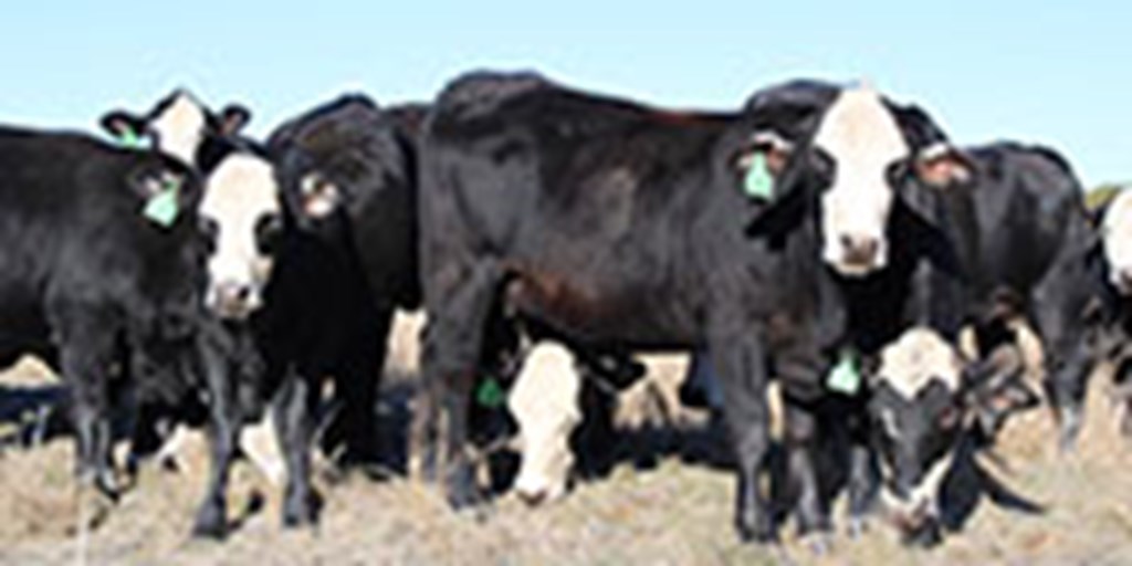 15 Brangus Baldy Bred Heifers... Central TX