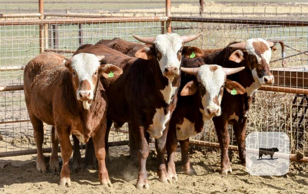 Cattle Range Listing Photo