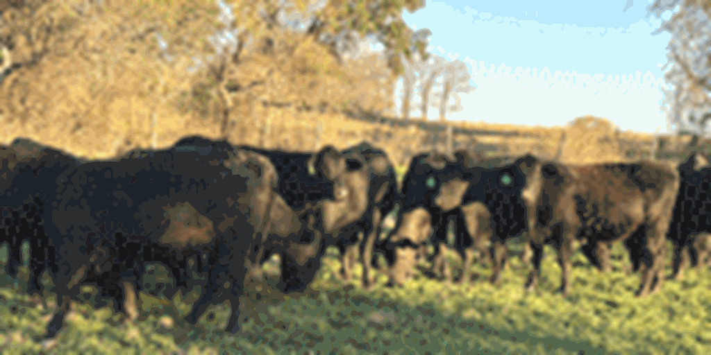 43 Angus Plus Bred Heifers... Central TX