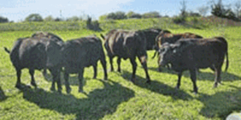 15 Angus Bred Heifers... Central TX