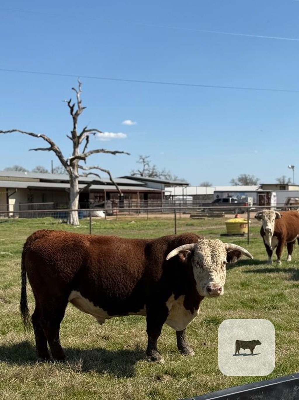 Cattle Range Listing Photo