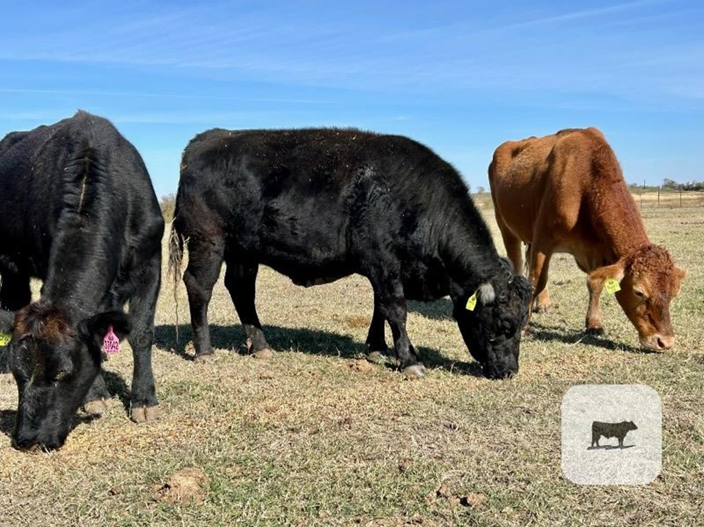 Cattle Range Listing Photo