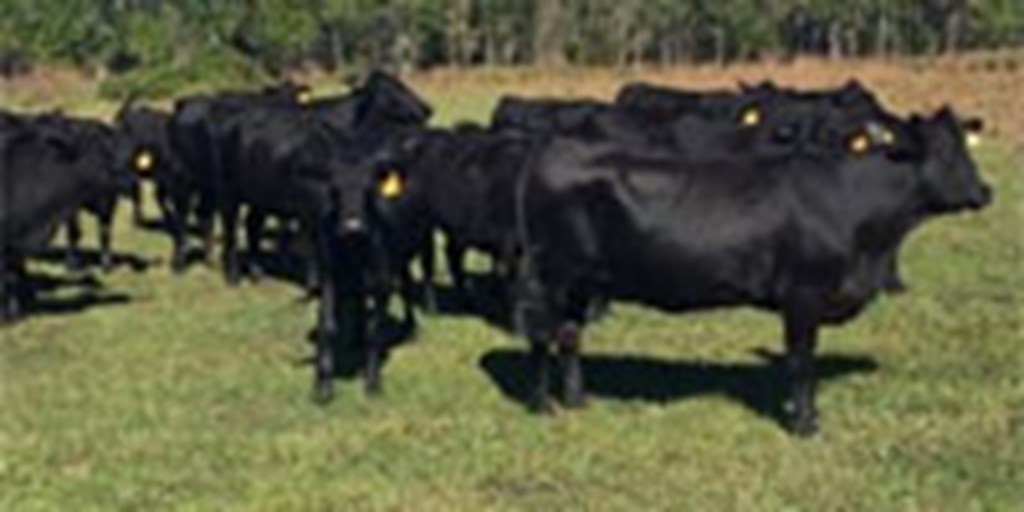 41 F1 Brangus Bred Heifers w/ 10+ Calves... Northern FL