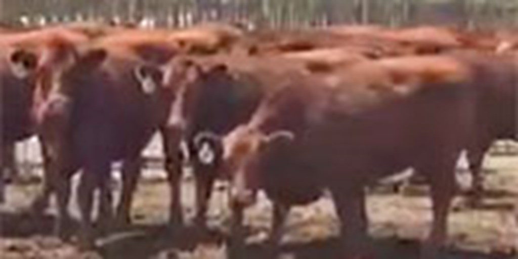 70 Red Angus Bred Heifers... W. Central CO