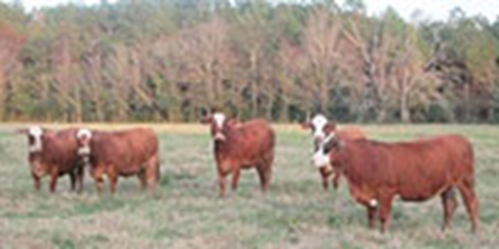 12 Braford/Tigerstripe Bred Heifers... Northeast LA