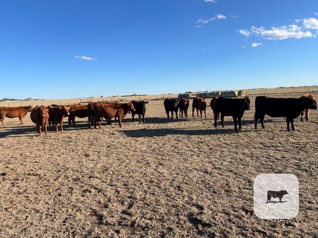 Cattle Range Listing Photo