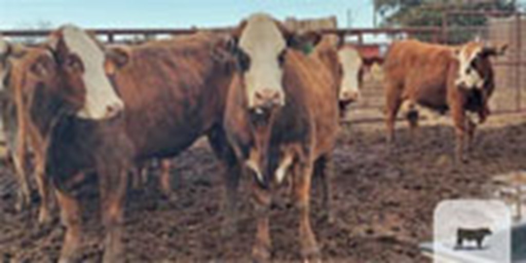 8 Braford/Tigerstripe Cows... Central TX