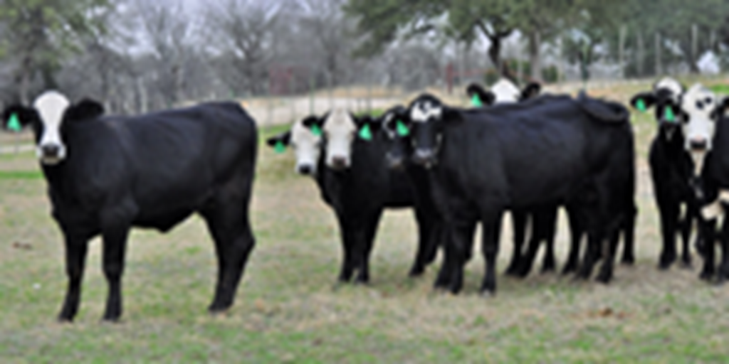 16 Brangus Baldy Bred Heifers... Central TX