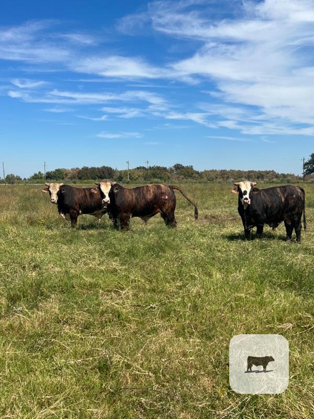 Cattle Range Listing Photo