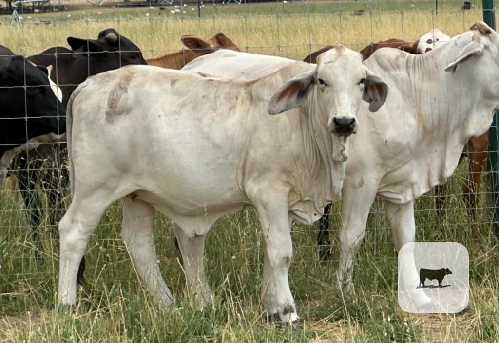 Cattle Range Listing Photo