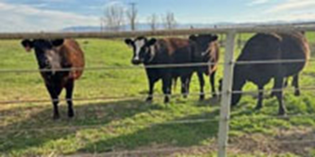 7 F1 Akaushi Bred Heifers w/ 2+ Calves... Central CA