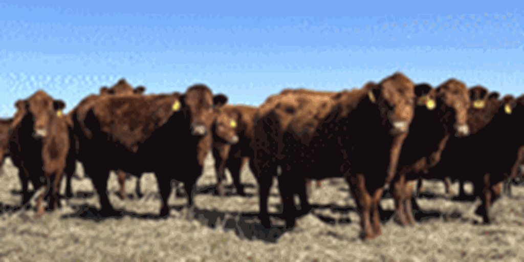 45 Red Angus & RWF Cows... Southwest MO