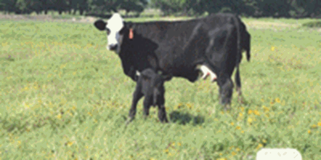 90 Angus & BWF Cows w/ 6 Calves... E. Central OK