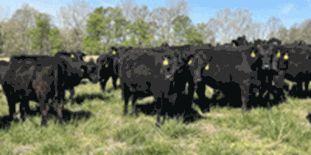 83 Angus & BWF Cows... Southwest MO