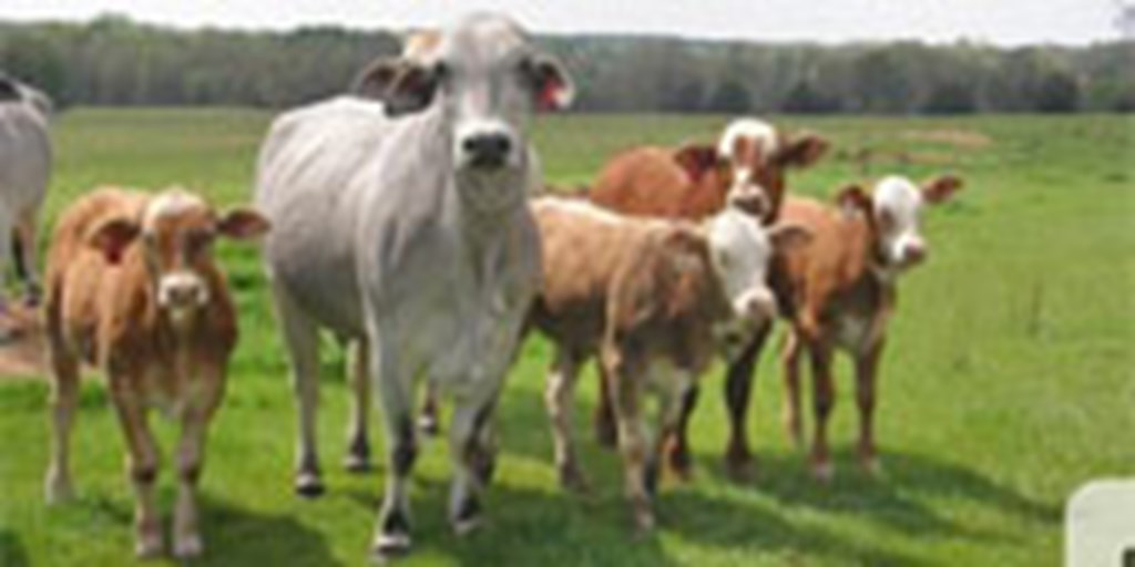 23 Brahman Cows w/16+ Calves... Northeast TX