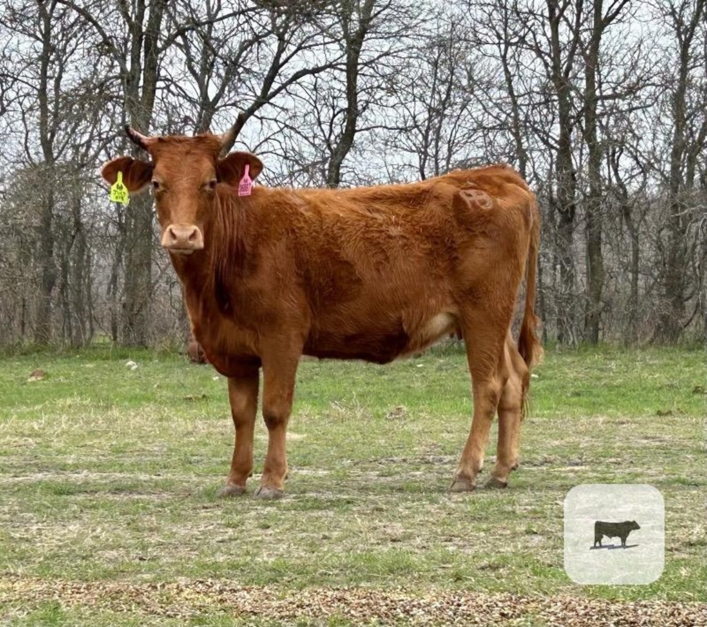 Cattle Range Listing Photo