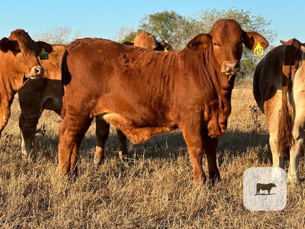 Cattle Range Listing Photo