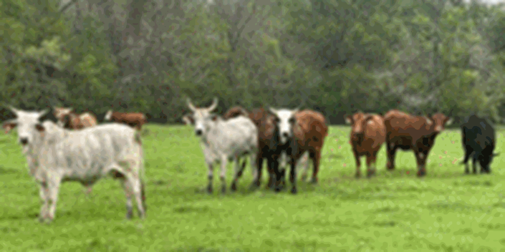 72 Mixed Breed/Crossbred Cows w/ 4+ Calves... East TX