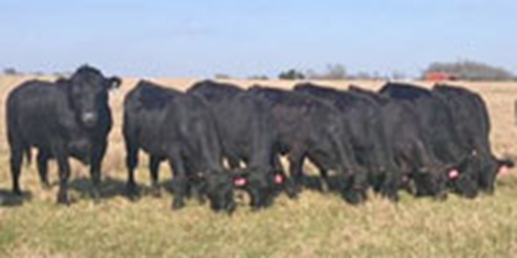 10 Brangus Bred Heifers... Central TX