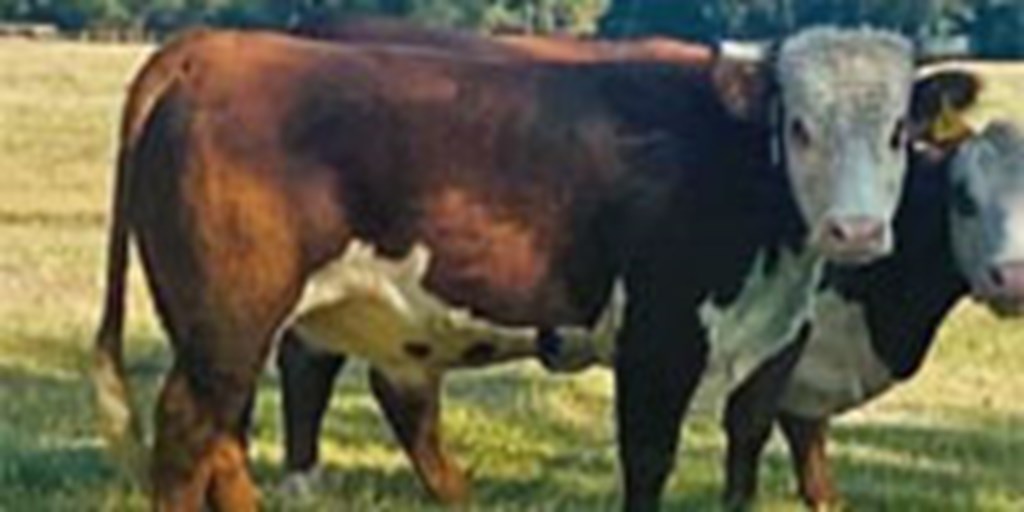 1 Hereford Bull... East TX