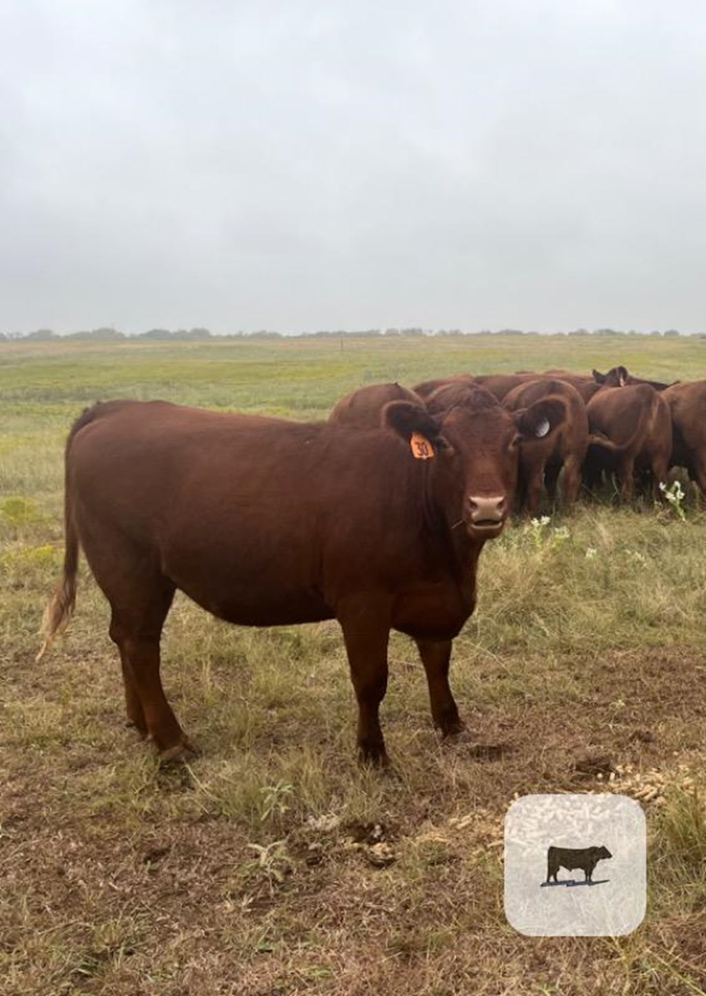 Cattle Range Listing Photo