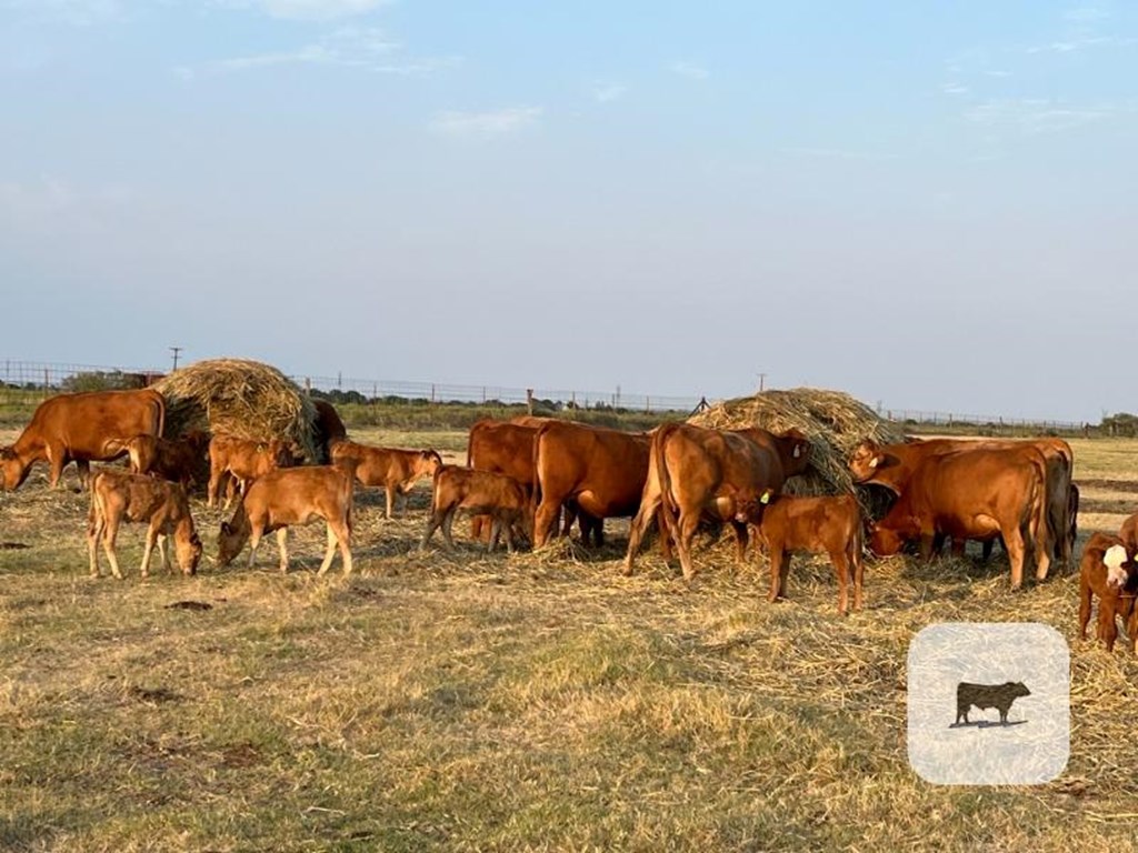 Cattle Range Listing Photo