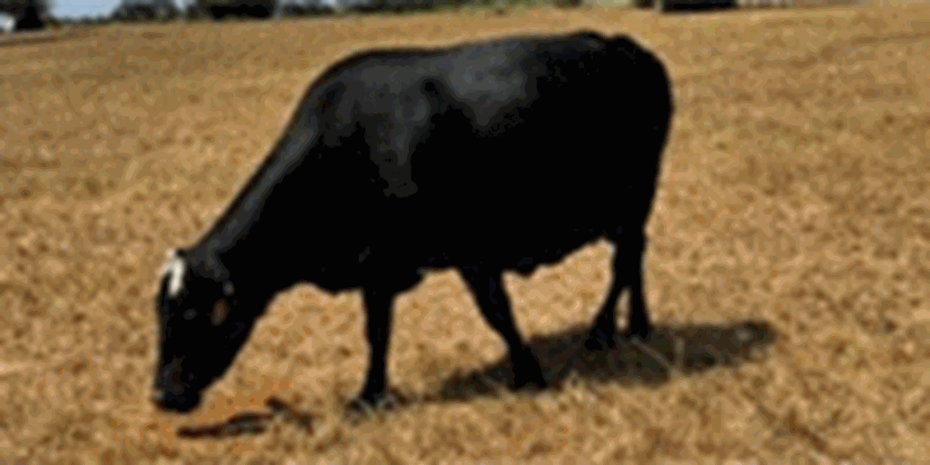 17 Angus Cross & Charolais Cross Cows... Southeast TX