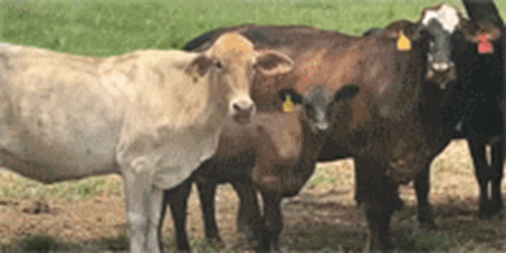 90 Braford, Brangus, & Crossbred Cows w/ 60+ Calves... Southeast TX