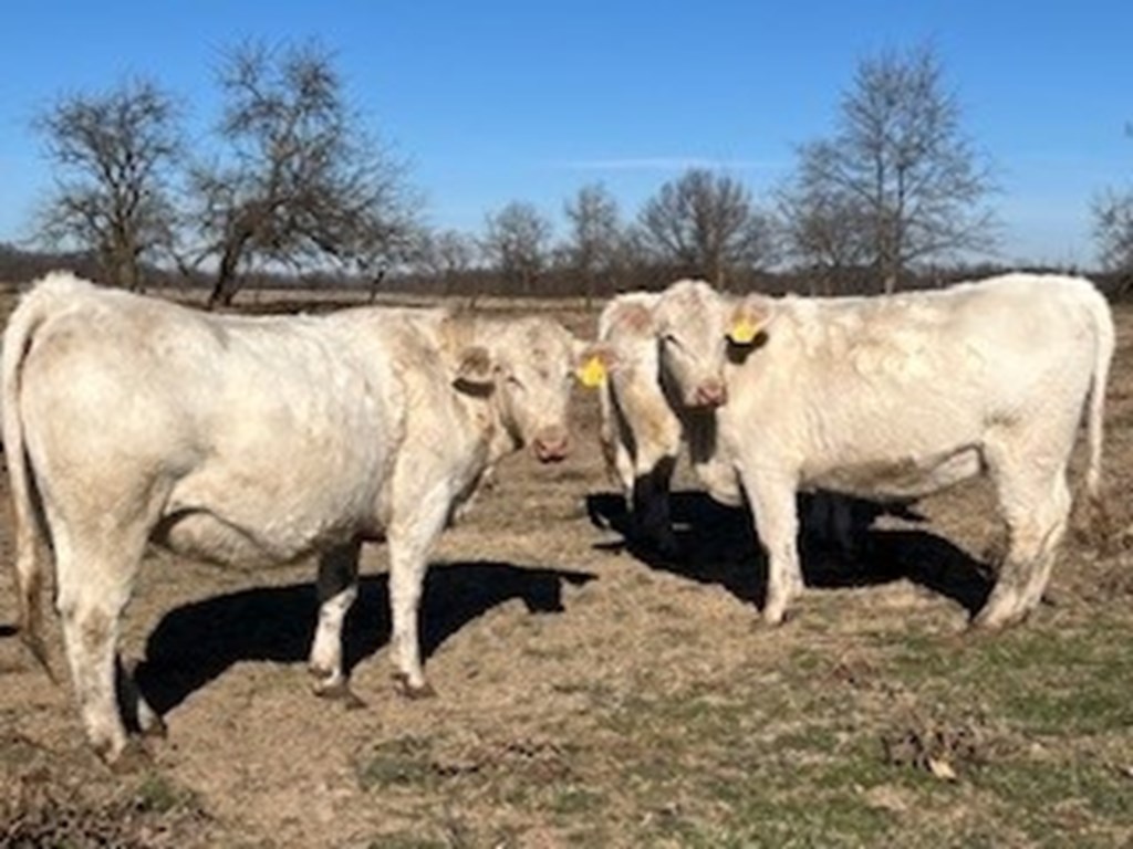 Cattle Range Listing Photo