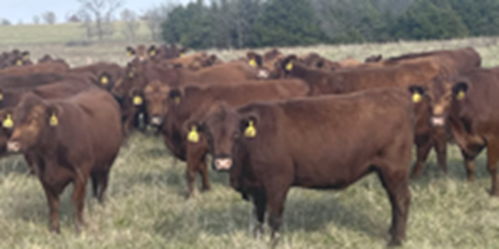 40 Red Angus Cows... Southwest MO