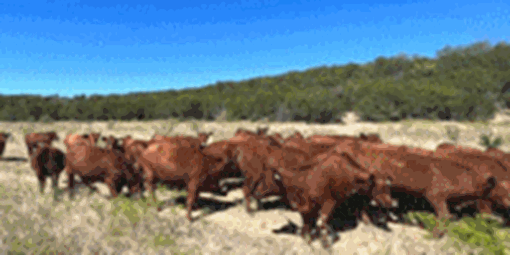40 Red Angus Bred Heifers... North TX ~ BVD-PI Neg.