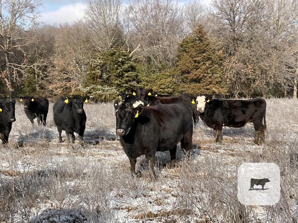 Cattle Range Listing Photo