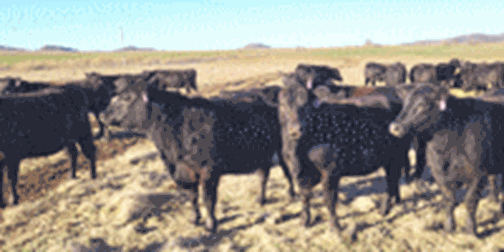 150	Angus Bred Heifers... Southwest OK