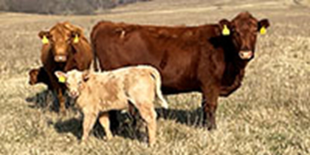 35 Red Angus & RWF Pairs... Southwest MO