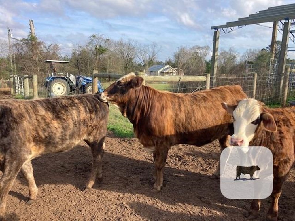 Cattle Range Listing Photo