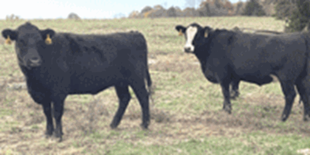 44 Angus & Black Baldy Cows... Southwest MO (1)