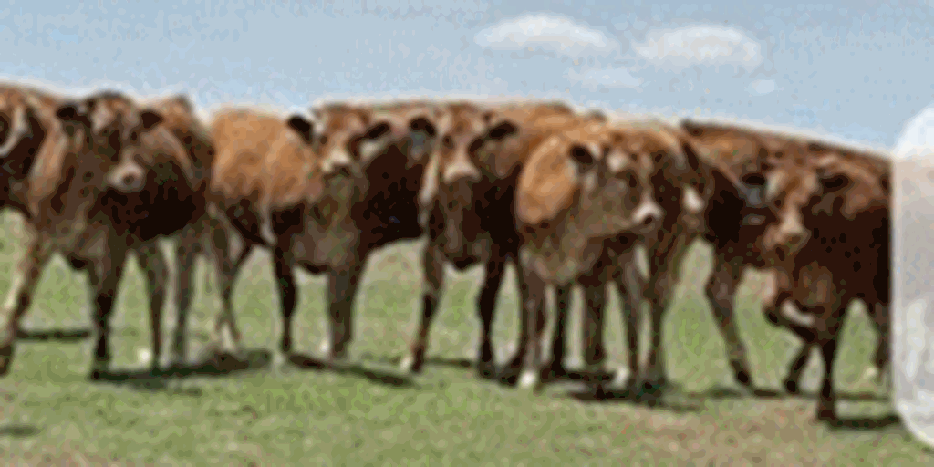 25 Akaushi Bred Heifers... Southwest OK