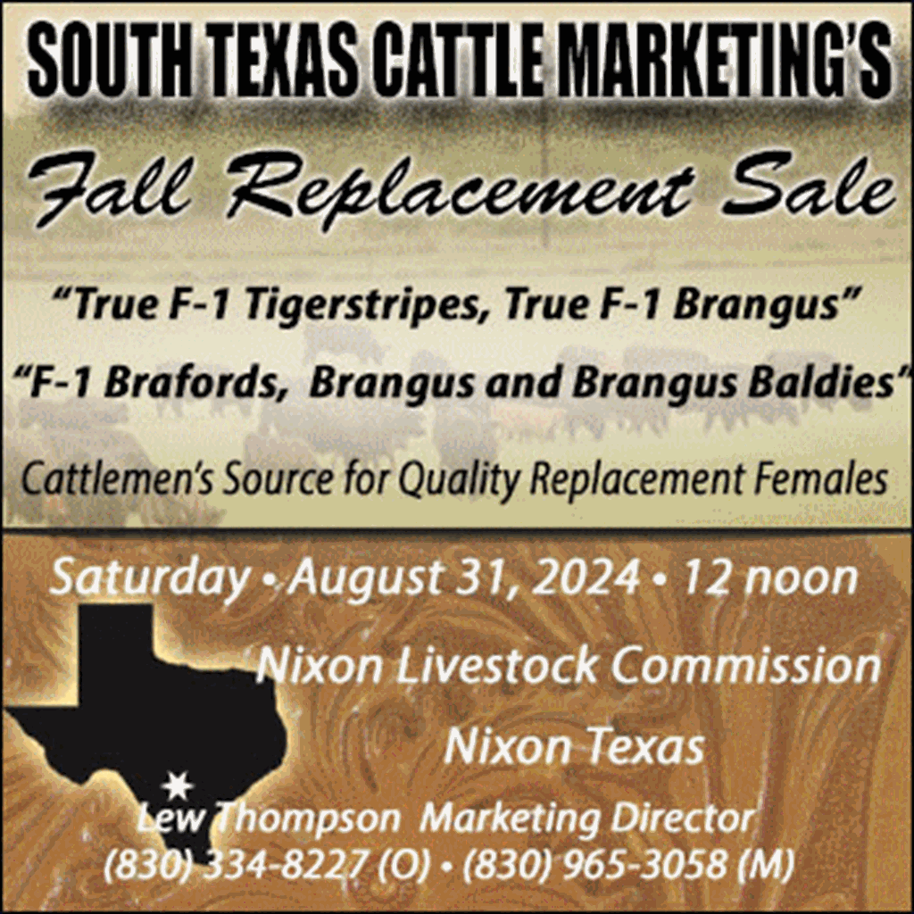 South Texas Cattle Market Fall Female Sale
