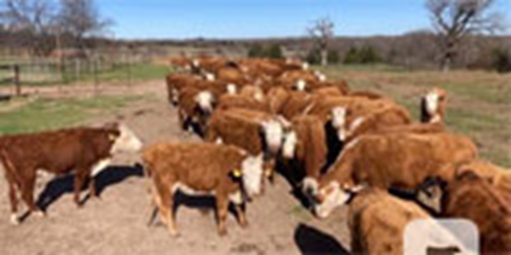 60 Hereford Cows w/ 3+ Calves... Northeast TX