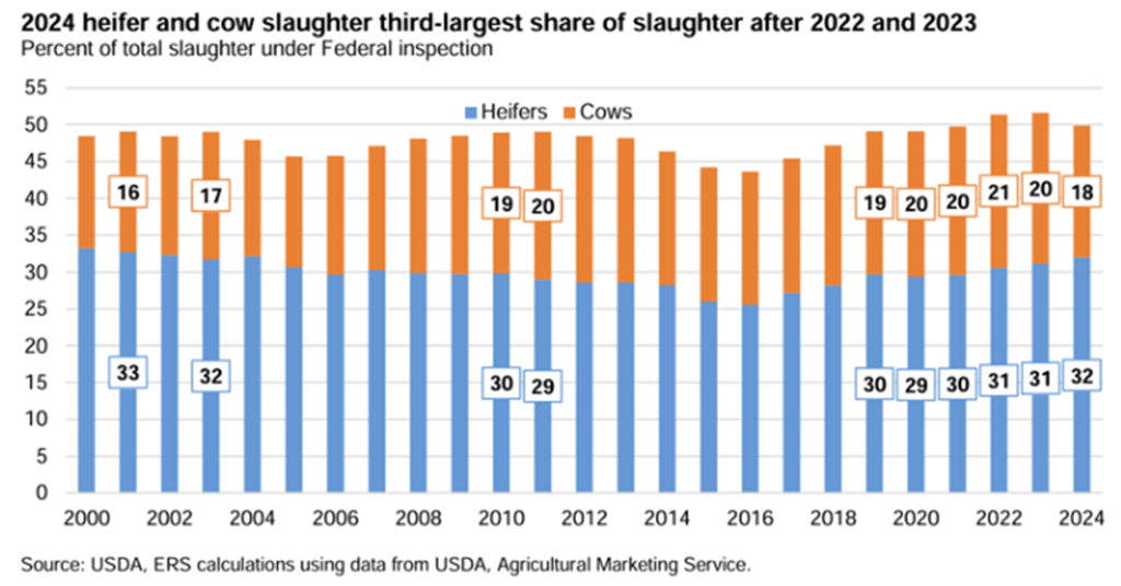 Proportion of 2024 Heifer and Cow Slaughter Is Third-Highest