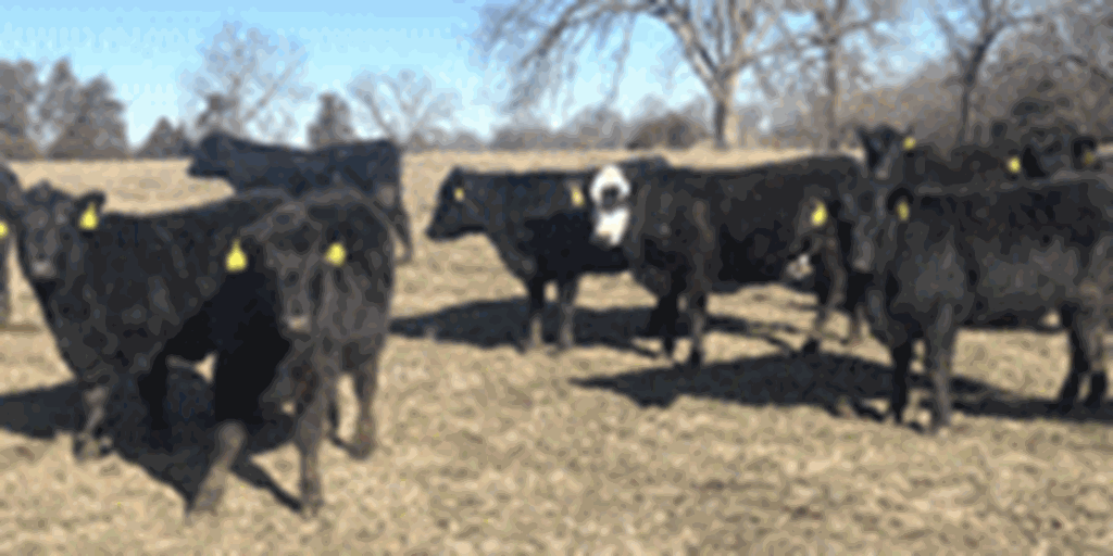 70 Angus & BWF Bred Heifers... Southwest MO