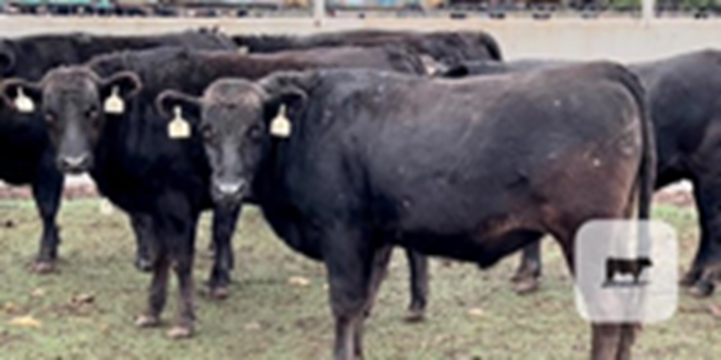 15 Wagyu Feeder Steers... Central TX
