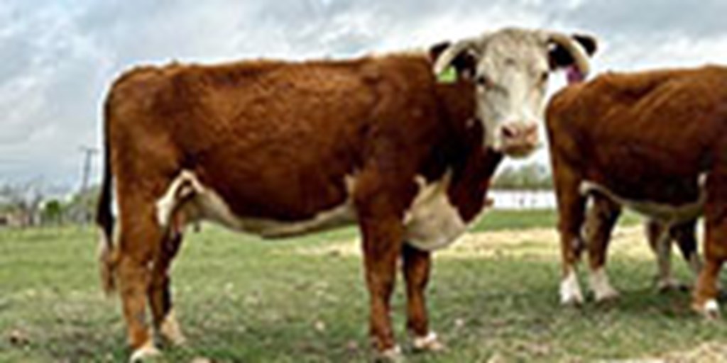 11 Hereford Cows... Central TX