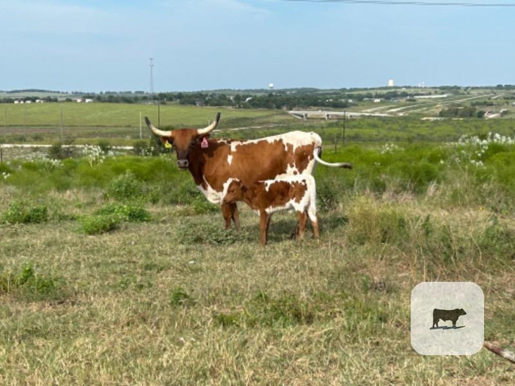 Cattle Range Listing Photo