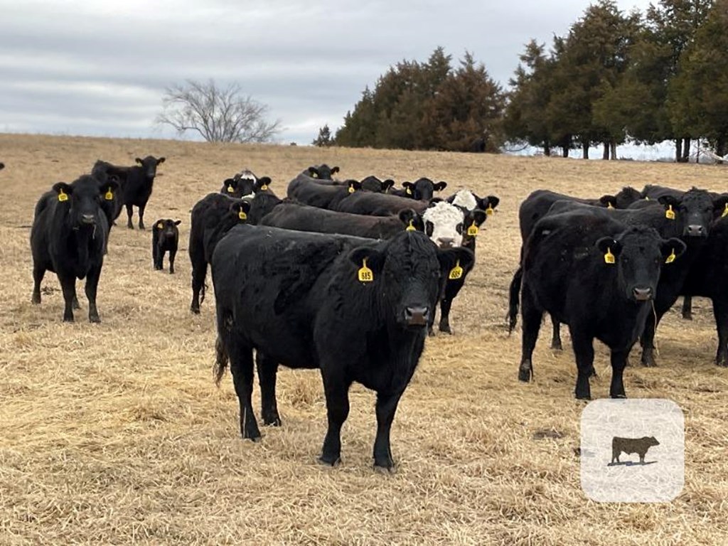 Cattle Range Listing Photo