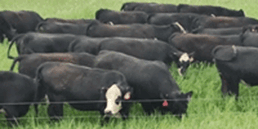 300 Angus Cross 'Black Baldy' Bred Heifers... N. Central MN ~ FD